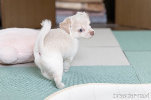 成約済の福岡県のミックス犬-329054の2枚目