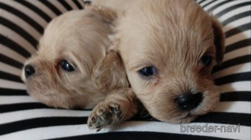 成約済の埼玉県のミックス犬-340377の5枚目