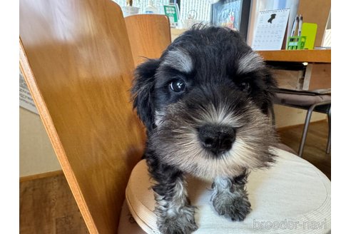 成約済の愛知県のミックス犬-340383の4枚目