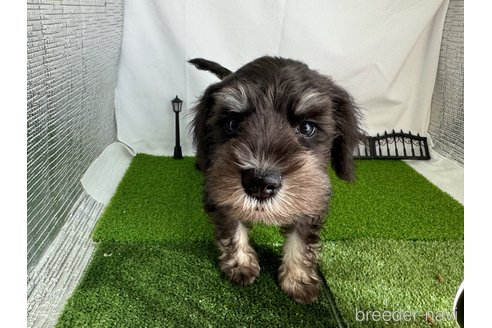 成約済の愛知県のミックス犬-340383の5枚目