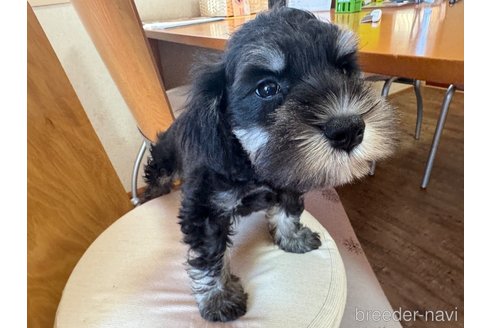 成約済の愛知県のミックス犬-340383の6枚目