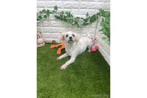 リヒトくん1枚目