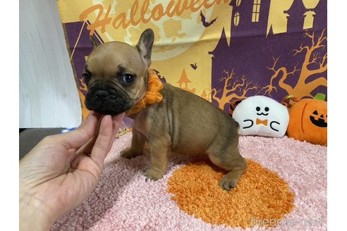成約済の神奈川県のフレンチブルドッグ-340387の7枚目