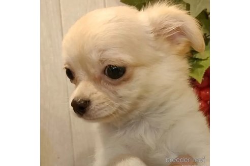 成約済の愛知県のチワワ(ロングコート)-324416の1枚目