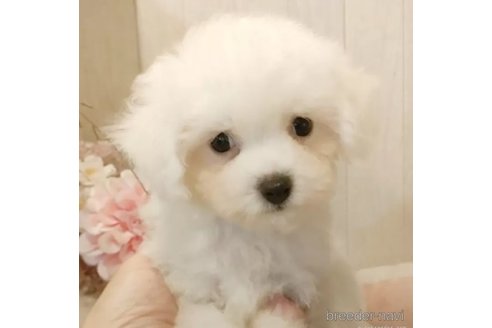 成約済の愛知県のビションフリーゼ-326752