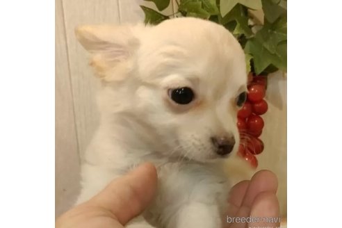 成約済の愛知県のチワワ(ロングコート)-324417の1枚目