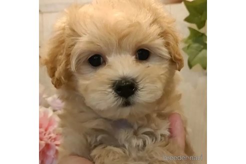成約済の愛知県のマルプー:マルチーズ×トイプードル-327885の1枚目