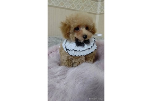 販売中の愛知県のティーカッププードル-340400の11枚目