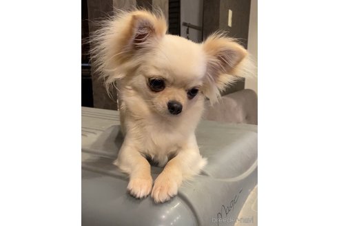 アリスちゃん1枚目