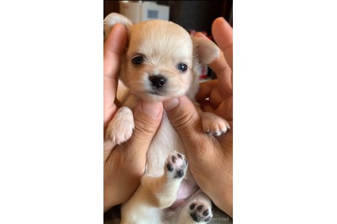 アリスちゃん1枚目