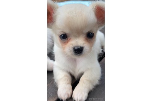 アリスちゃん1枚目