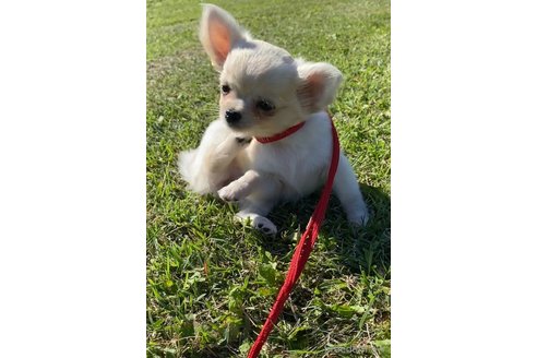 アリスちゃん1枚目