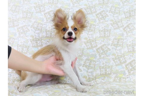 成約済の千葉県のパピヨン-320583の26枚目