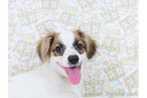 成約済の千葉県のパピヨン-318520の2枚目