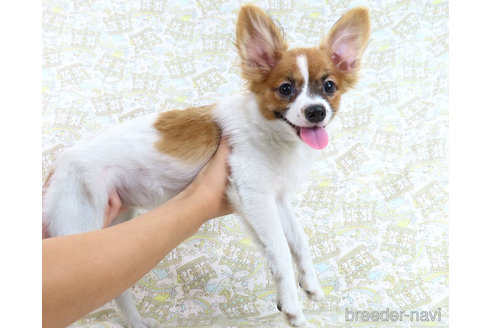 成約済の千葉県のパピヨン-318530の9枚目