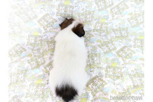 成約済の千葉県のパピヨン-340416の5枚目