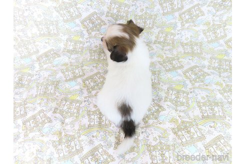 成約済の千葉県のパピヨン-340417の3枚目