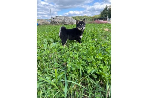 成約済の北海道の柴犬-338067の4枚目