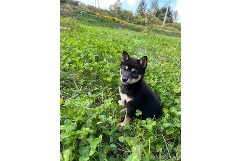 成約済の北海道の柴犬-338067の5枚目