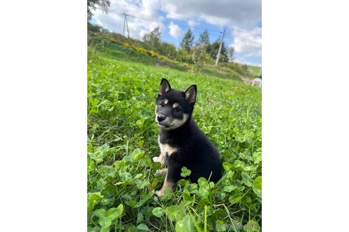 成約済の北海道の柴犬-338067の2枚目