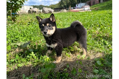 成約済の北海道の柴犬-338067の3枚目
