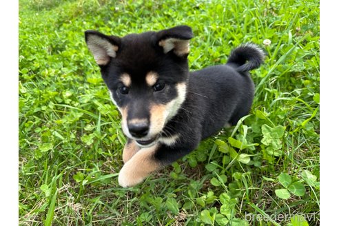 成約済の北海道の柴犬-338065の3枚目