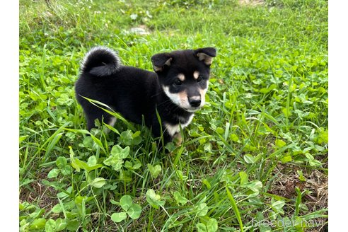 成約済の北海道の柴犬-338065の4枚目