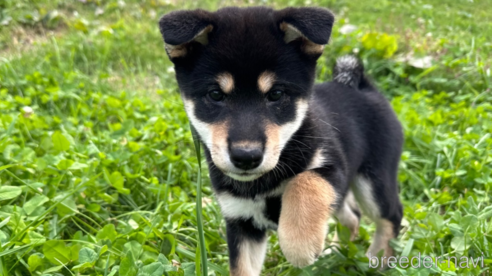 成約済の北海道の柴犬-338065の1枚目