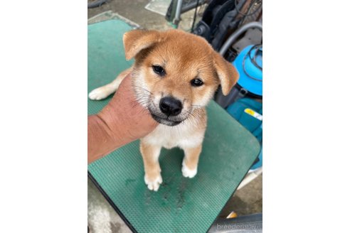 成約済の広島県の柴犬-340451の2枚目