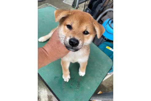 成約済の広島県の柴犬-340451の3枚目