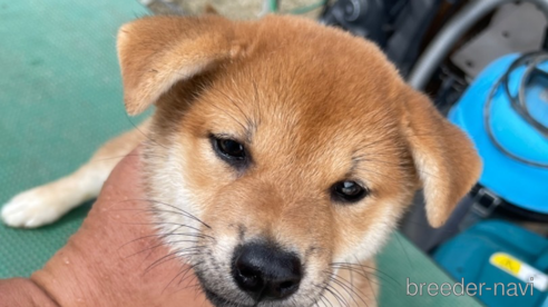 成約済の広島県の柴犬-340451の1枚目