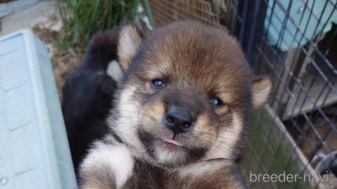 成約済の広島県の柴犬-340454の1枚目
