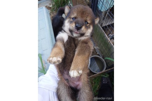 成約済の広島県の柴犬-340454の6枚目