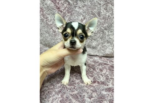 成約済の福島県のチワワ(スムースコート)-340456の9枚目