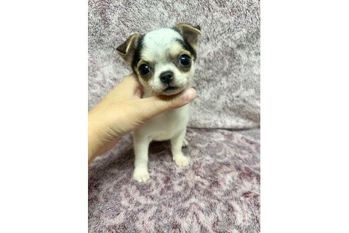 成約済の福島県のチワワ(スムースコート)-340457の3枚目