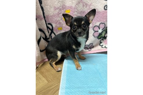 成約済の福島県のチワワ(スムースコート)-314858の1枚目