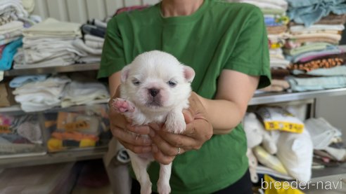 成約済の熊本県のペキニーズ-338455の31枚目