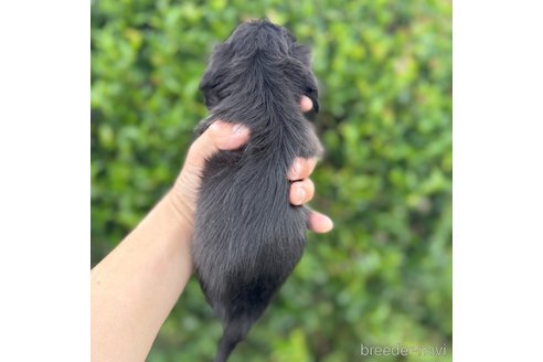 成約済の福岡県のミニチュアダックスフンド(ロングヘアード)-340470の6枚目
