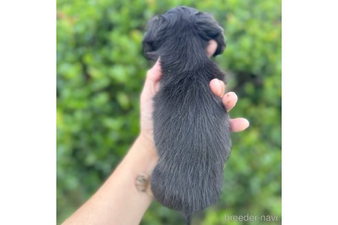 成約済の福岡県のミニチュアダックスフンド(ロングヘアード)-340471の5枚目