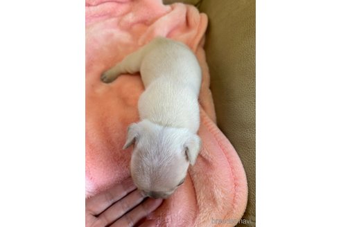 成約済の広島県のフレンチブルドッグ-340484の14枚目
