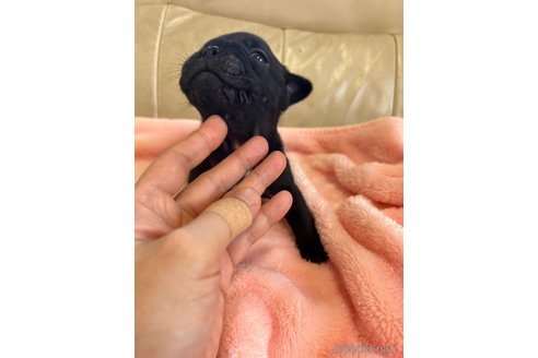 成約済の広島県のフレンチブルドッグ-340488の10枚目