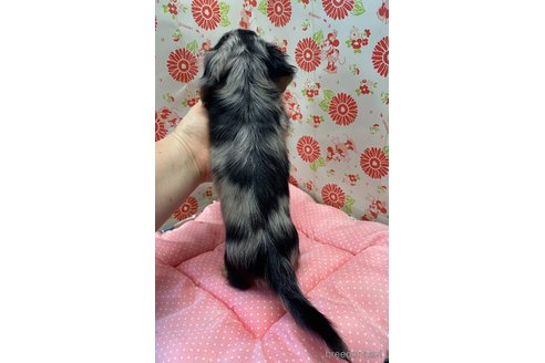 成約済の愛知県のミニチュアダックスフンド(ロングヘアード)-340489の5枚目