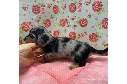 成約済の愛知県のミニチュアダックスフンド(ロングヘアード)-340489の4枚目