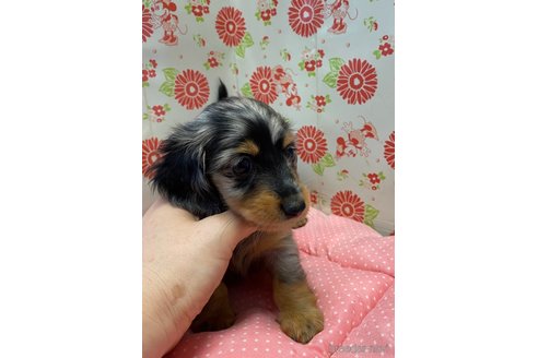 成約済の愛知県のミニチュアダックスフンド(ロングヘアード)-340489の3枚目
