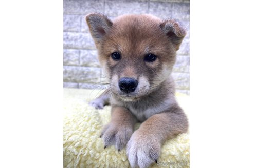成約済の茨城県の豆柴-340495の3枚目