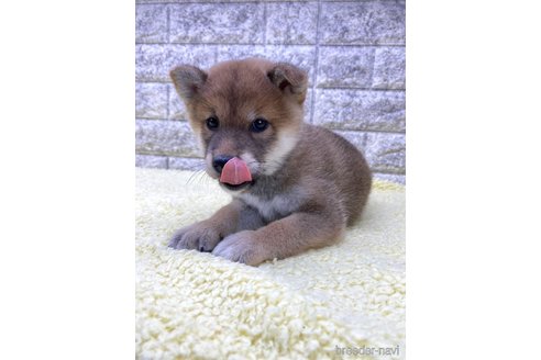 成約済の茨城県の豆柴-340495の4枚目