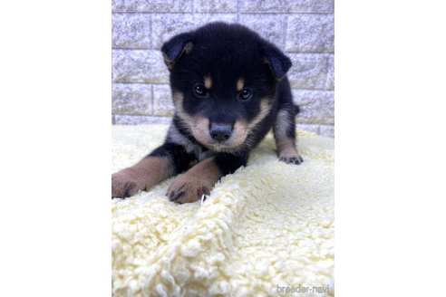 成約済の茨城県の豆柴-340497の1枚目