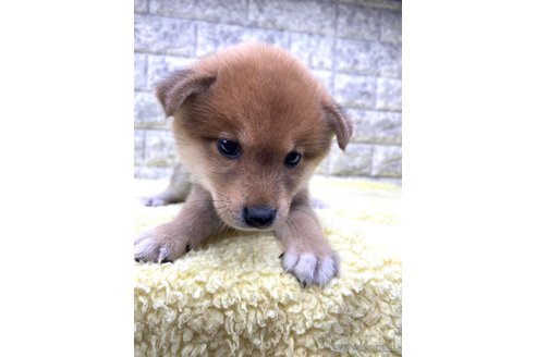 成約済の茨城県の豆柴-340499の1枚目