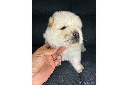 成約済の富山県のチャウチャウ-340500の3枚目