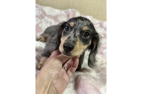 成約済の宮崎県のミニチュアダックスフンド(ロングヘアード)-320183の5枚目